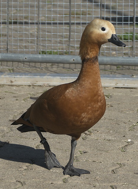 員對一家豪